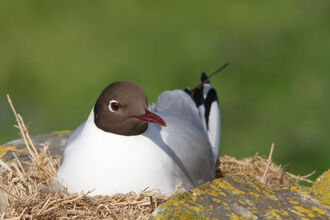 Breeding black-headed gull