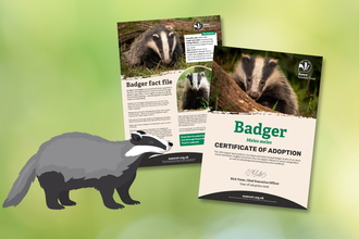Adopt a species - Badger digital pack