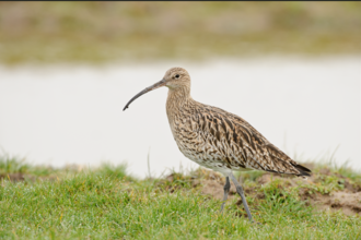 TWH Curlew 
