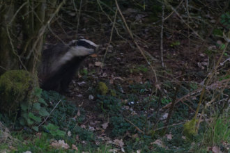 Badger - Paul Everett