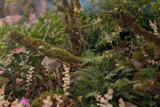 Orchids in Bloom CFS
