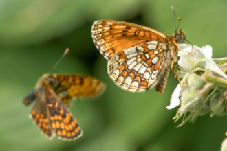 Two heath fritillary butterflies, one in flight and one in focus on a flower. 