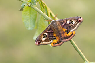 An emperor hawk moth with wings spread perched on a green stalk. 