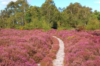 Heathlands