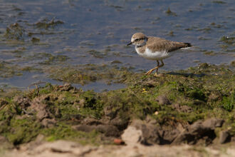 Ringed plover - Tom Hibbert