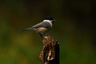 Marsh tit
