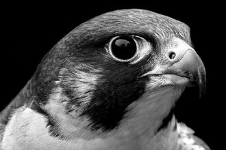Peregrine falcon