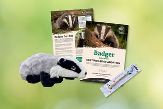 Adopt a badger gift box