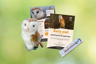 Adopt a species barn owl 