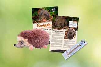 Adopt a species hedgehog