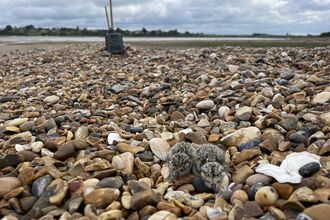 Ringed plover nest with two chicks