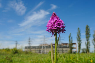 Pyramidal orchid on a brownfield site schedule for development