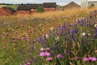Wildflower meadow next to houses