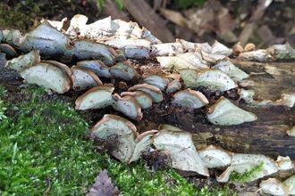 Fungi on log with moss 
