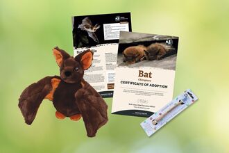 Adopt a bat gift box