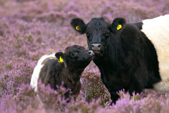 Calf and cow in heather field. 