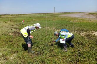 Saltmarsh recovery Tollesbury volunteers