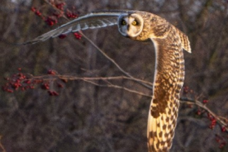 owl