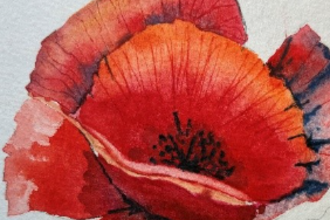poppies