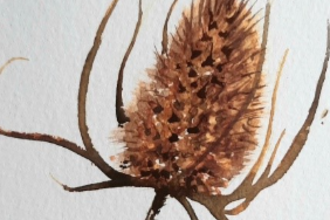 seedhead