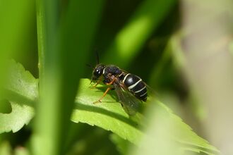 Fen Mason Wasp at Howlands nature reserve