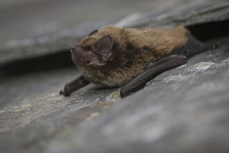 Bat walks at Hanningfield Reservoir