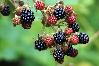 image of blackberries