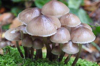 clustered bonnet