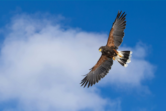 Harris Hawk 