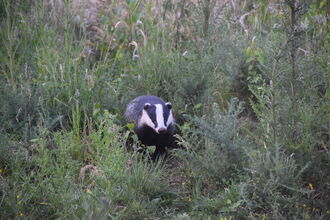 Fingringhoe Badgers 