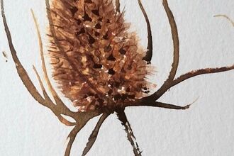 Viv - seedhead