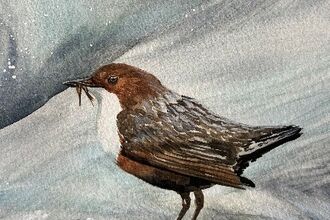 Dipper