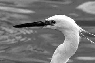 egrets