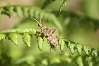 Beetle on fern