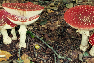 Fly agaric - Dr Malcolm Storey 