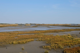 Saltmarsh - Terry Whittaker