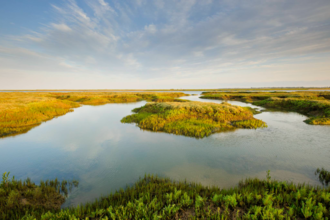 Saltmarsh Essex - Terry Whittaker