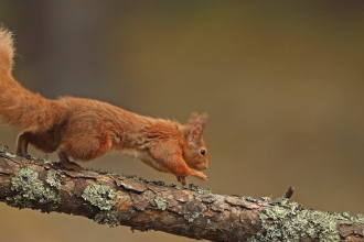 Red Squirrel