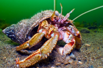 Hermit crab