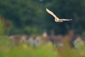 Barn owl flying across a field in the distance
