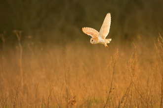 Barn owl in flight