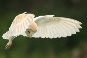 Barn Owl