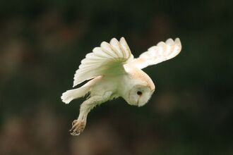 Barn owl