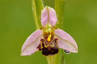 Bee orchid
