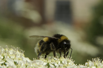 bee on cow parsley 