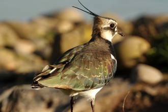 Lapwing