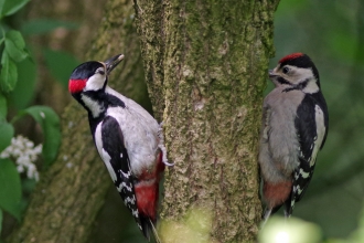 woodpeckers