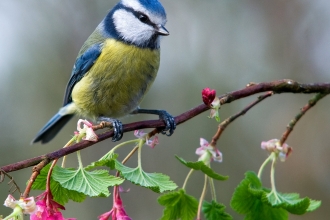 Blue Tit