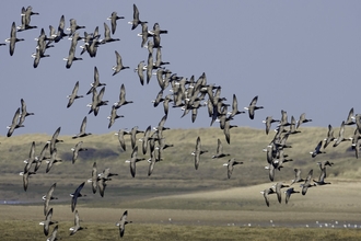 brent geese flock