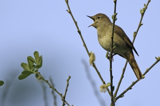 nightingale